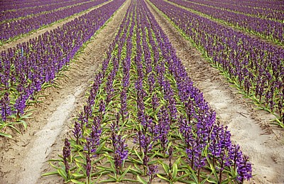 Blumenfelder: Hyazinthen (Hyacinthus) - Lisse