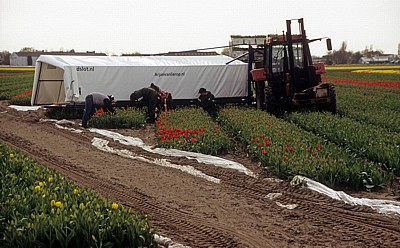 Blumenfelder: Tulpen-(Tulipa) Ernte - Lisse