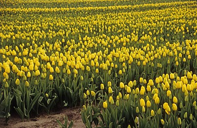 Blumenfelder: Tulpen (Tulipa) - Lisse