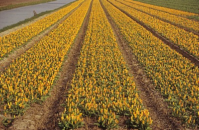 Blumenfelder: Tulpen (Tulipa) - Lisse