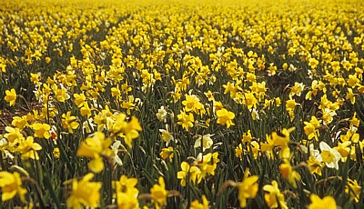 Blumenfelder: Narzissen (Narcissus) - Lisse