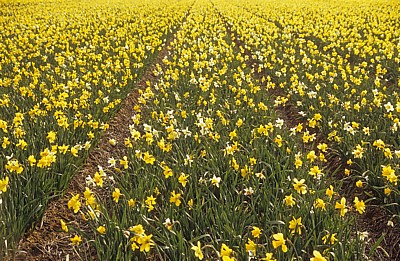 Blumenfelder: Narzissen (Narcissus) - Lisse