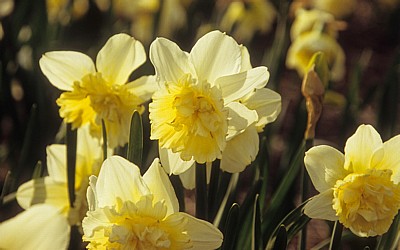 Narzissenblüten (Narcissus) - Lisse