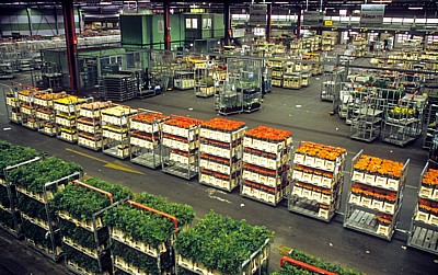 FloraHolland: Vertriebshalle - Aalsmeer