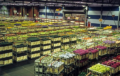 FloraHolland: Vertriebshalle – mit Blumen gef?llte Stapelwagen - Aalsmeer