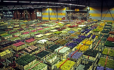 FloraHolland: Vertriebshalle – mit Blumen gef?llte Stapelwagen - Aalsmeer