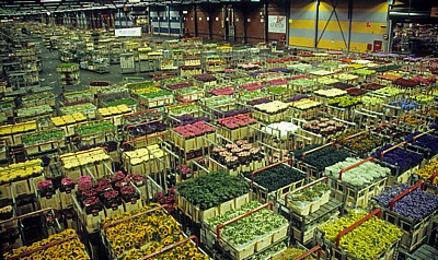 FloraHolland: Vertriebshalle – mit Blumen gef?llte Stapelwagen - Aalsmeer