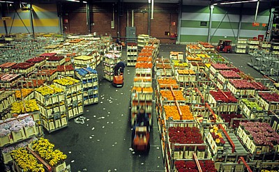 FloraHolland: Vertriebshalle - Aalsmeer