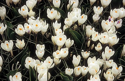 Keukenhof: Weiße Krokusse (Crocus) - Lisse