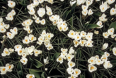 Keukenhof: Weiße Krokusse (Crocus) - Lisse