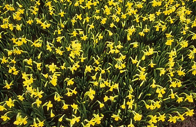 Keukenhof: Mini-Narzissen „Tête a Tête“ (Narcissus „tete a tete“) - Lisse
