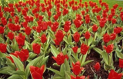 Keukenhof: Rote Tulpen (Tulipa) - Lisse