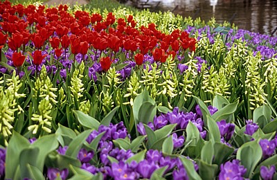 Keukenhof: Tulpen (Tulipa) mit Krokussen (Crocus) und Hyazinthen (Hyacinthus) - Lisse