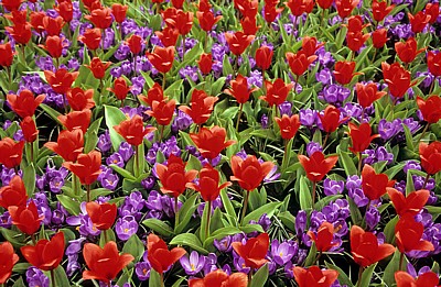 Keukenhof: Rote Tulpen (Tulipa) und blaue Krokusse (Crocus) - Lisse