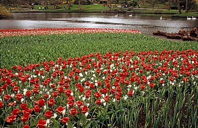 Keukenhof: Rote Tulpen (Tulipa) mit weißen Krokussen (Crocus) - Lisse