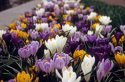 Keukenhof: Gemischte Krokusse (Crocus) - Lisse