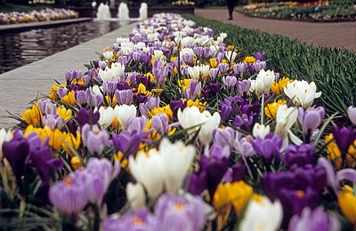 Keukenhof: Gemischte Krokusse (Crocus) - Lisse