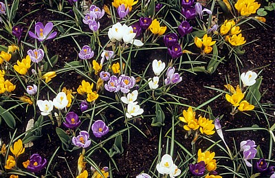 Keukenhof: Gemischte Krokusse (Crocus) - Lisse
