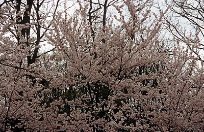 Keukenhof: Japanische Blütenkirschen (Prunus serrulata) - Lisse