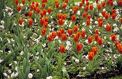Keukenhof: Rote Tulpen (Tulipa) gemischt mit weißen Blumen - Lisse
