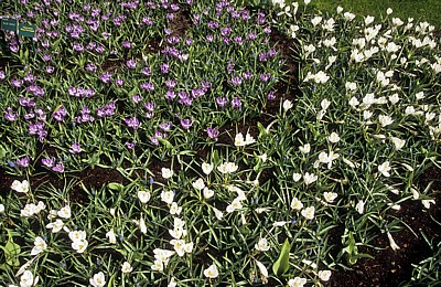 Keukenhof: Weiße und blaue Krokusse (Crocus vernus) mit Perlhyazinthen „Blue Magic“ (Muscari „Blue Magic“) - Lisse