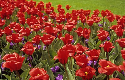 Keukenhof: Rote Tulpen (Tulipa) mit blauen Krokussen (Crocus) - Lisse