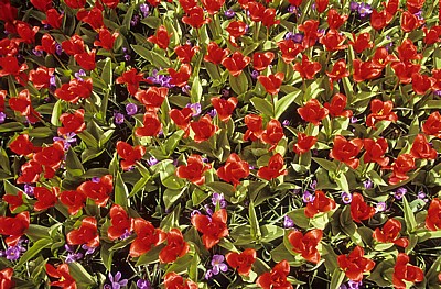 Keukenhof: Rote Tulpen (Tulipa) mit blauen Krokussen (Crocus) - Lisse