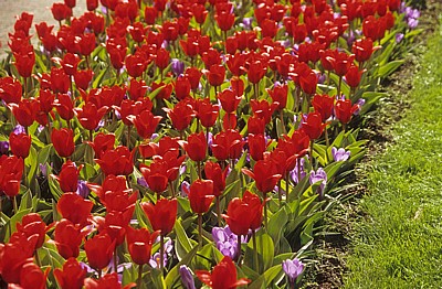 Keukenhof: Rote Tulpen (Tulipa) mit blauen Krokussen (Crocus) - Lisse