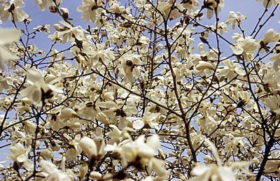 Keukenhof: Magnolie (Magnolia) - Lisse