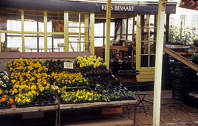 Bloemenmarkt (Schwimmender Blumenmarkt): Verkaufsstand - Amsterdam