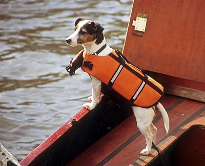 Hund (Jack Russell) mit Schwimmweste - Amsterdam