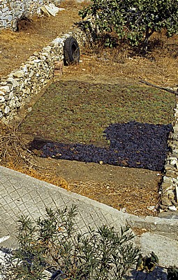 Zum Trocknen ausgelegte Weintrauben - Paros