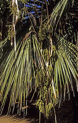 Dattelpalme (Phoenix) - Chania