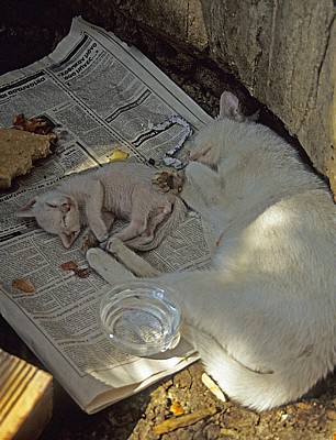 Weiße Katze mit Katzenwelpen - Heraklion