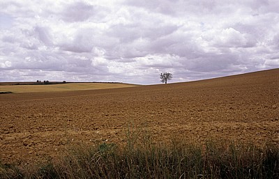 Jakobsweg (Camino Francés): Einsamer Baum in der Meseta - Castilla y León
