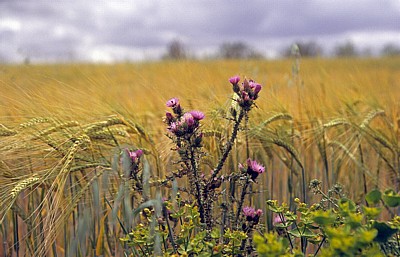Jakobsweg (Camino Francés): Meseta - Mariendistel (Silybum) - Castilla y León