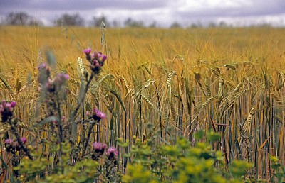 Jakobsweg (Camino Francés): Meseta - Weizenfelder - Castilla y León