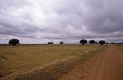 Jakobsweg (Camino Francés): Meseta – Calzada Romana: Wolken über vereinzelten Bäumen - Castilla y León