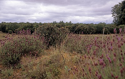 Jakobsweg (Camino Francés): Calzada Romana - Heidelandschaft (Erica) - Castilla y León