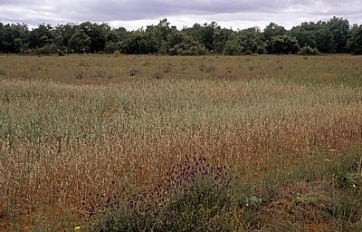 Jakobsweg (Camino Francés): Calzada Romana - Heidelandschaft (Erica) - Castilla y León