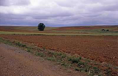 Jakobsweg (Camino Francés): Meseta – Calzada Romana: Einsamer Baum  - Castilla y León