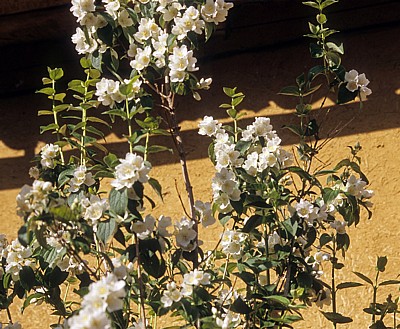 Jakobsweg (Camino Francés): Pfeiffenstrauch (Philadelphus coronarius) - Calzadilla de los Hermanillos