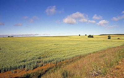 Jakobsweg (Camino Francés): Meseta – Calzada Romana: Weizenfelder - Castilla y León