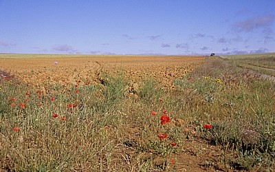 Jakobsweg (Camino Francés): Meseta – Calzada Romana - Castilla y León