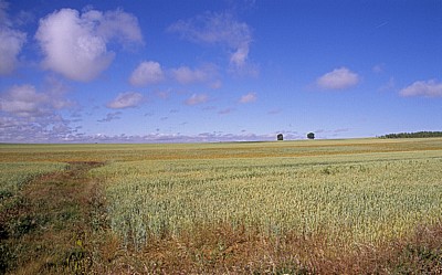 Jakobsweg (Camino Francés): Meseta – Calzada Romana: Weizenfelder - Castilla y León