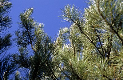 Jakobsweg (Camino Francés): Meseta – Calzada Romana: Kiefern (Pinus) - Castilla y León