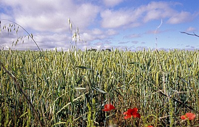 Jakobsweg (Camino Francés): Meseta – Calzada Romana: Weizenfelder - Castilla y León