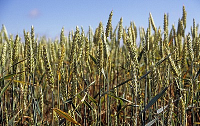 Jakobsweg (Camino Francés): Meseta – Calzada Romana: Weizenähren - Castilla y León