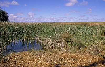 Jakobsweg (Camino Francés): Meseta – Calzada Romana: Kleiner Tümpel - Castilla y León