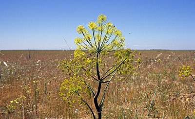 Jakobsweg (Camino Francés): Meseta – Calzada Romana: Fenchel-Blüte (Foeniculum vulgare) - Castilla y León